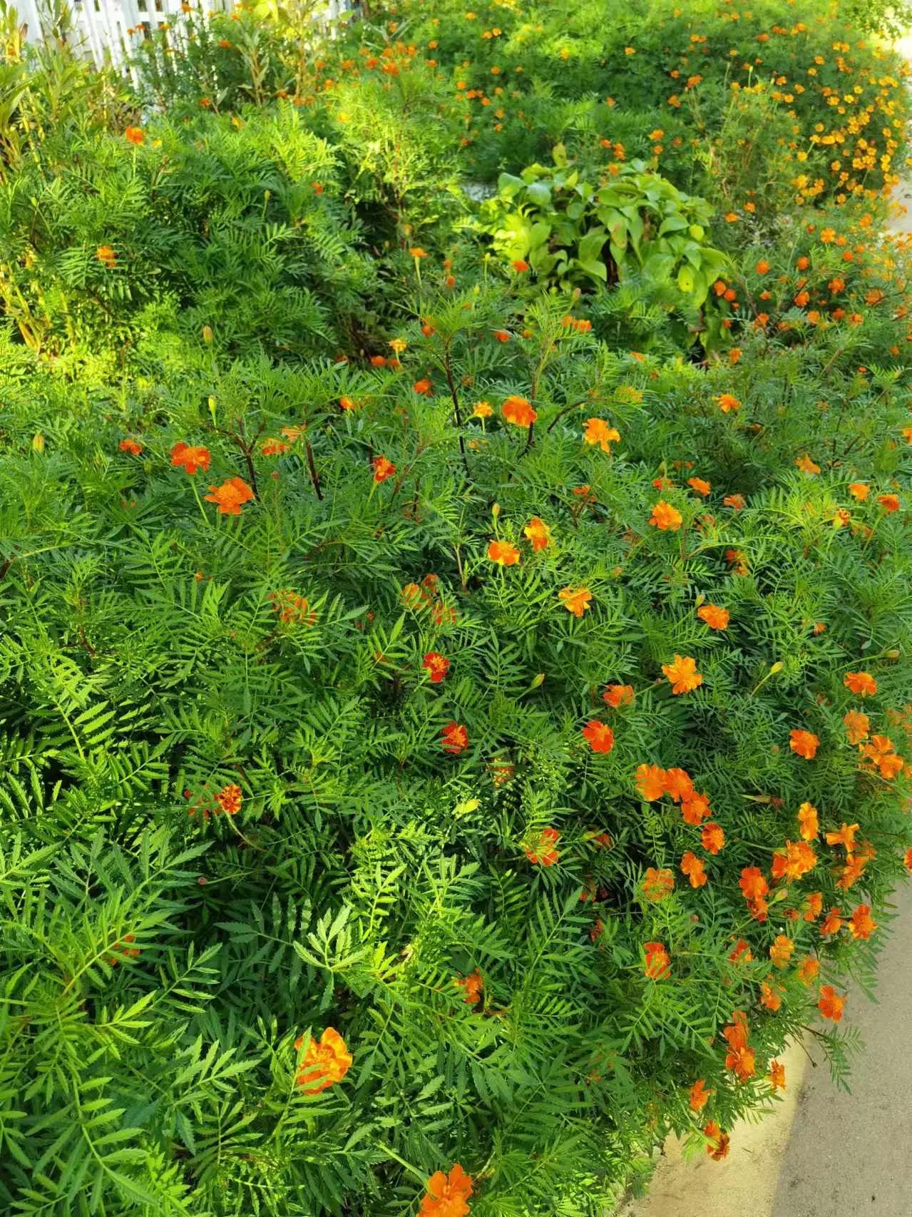 小区里的花