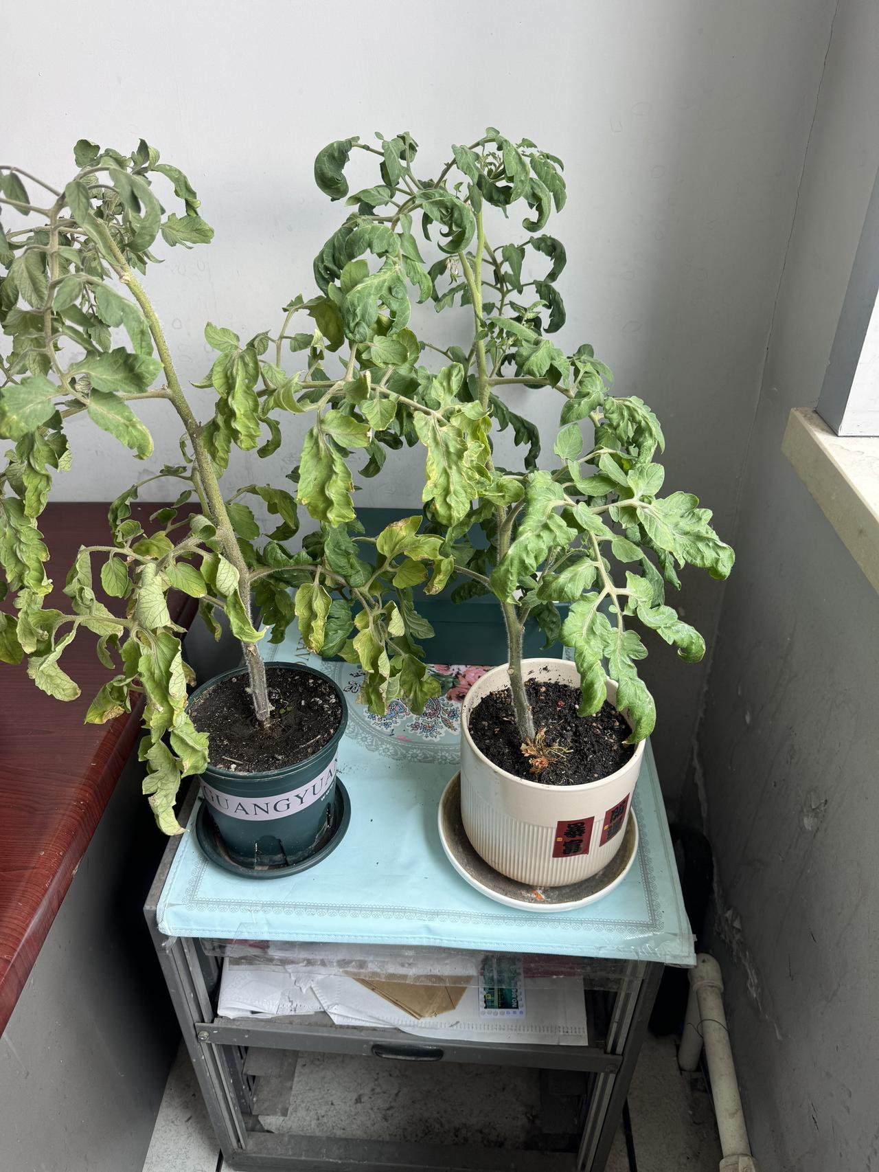 希望它给个惊喜，别让我空等一年。