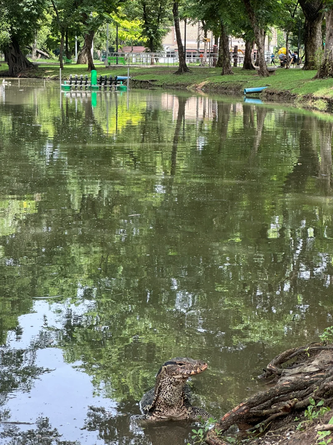 曼谷伦披尼公园的科莫多巨蜥太有意思了！