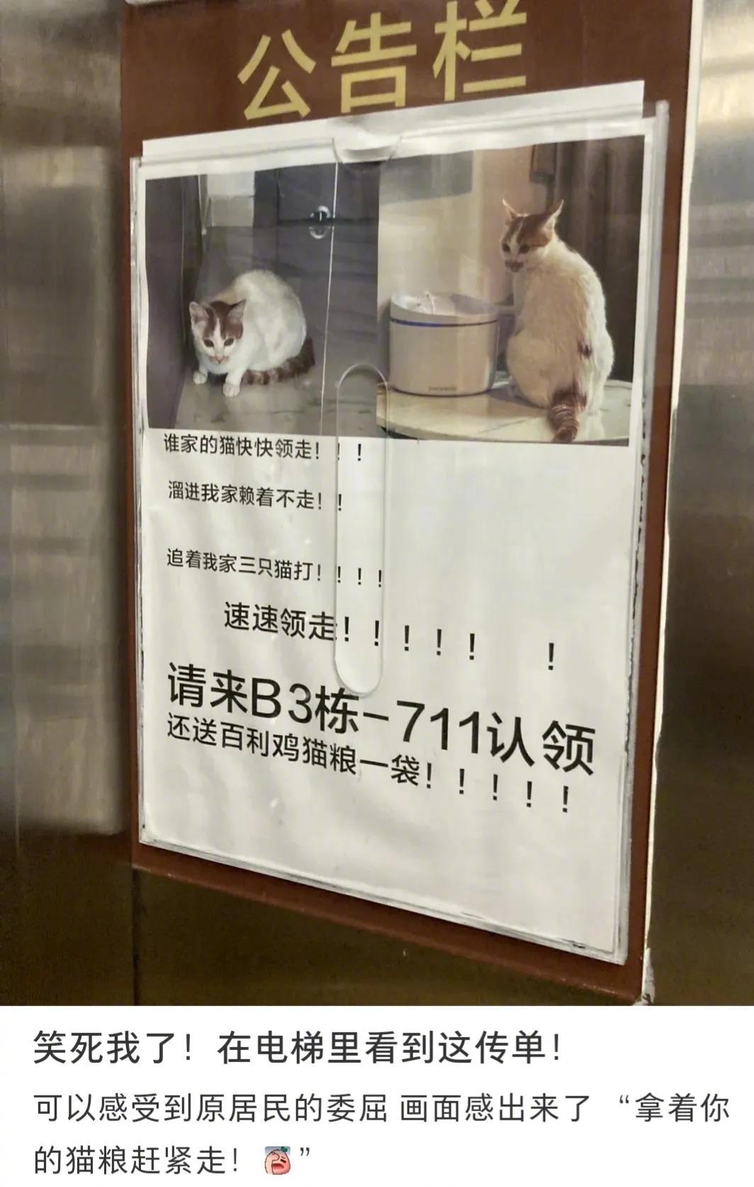 这些感叹号可以看出猫主人非常着急了！送你猫粮，赶紧的，把这祖宗请走！