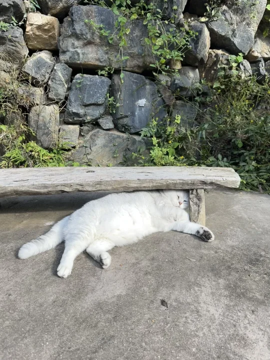 来跟小猫玩耍呀