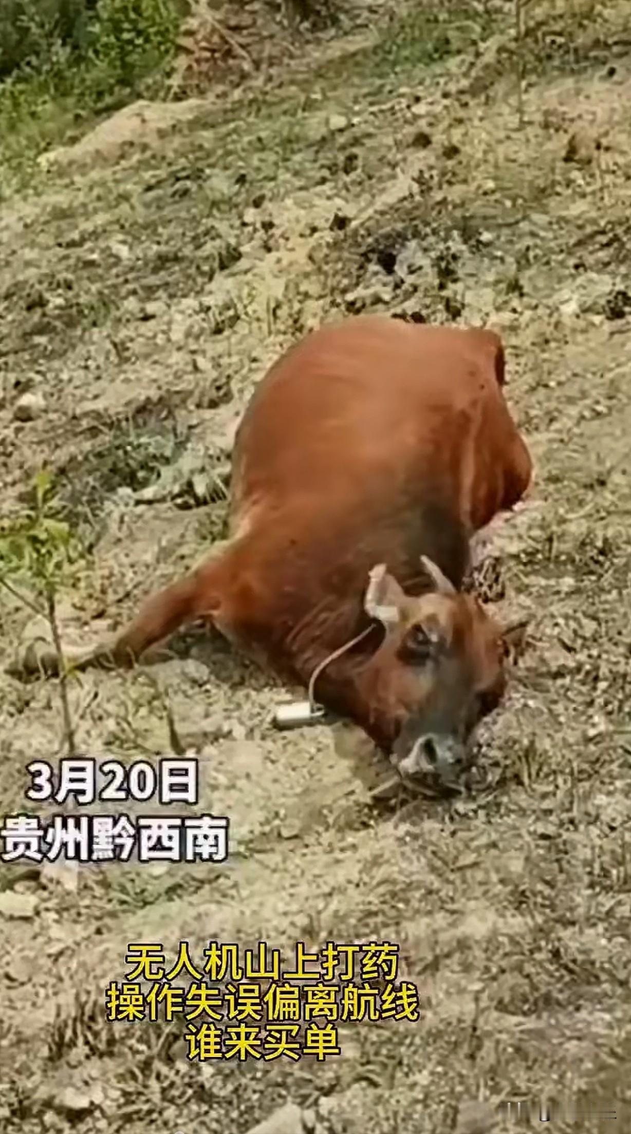 心痛哦，无人机上山打药，导致贵州黔西南这么多牛没了，损失惨重！

现在的无人机猖