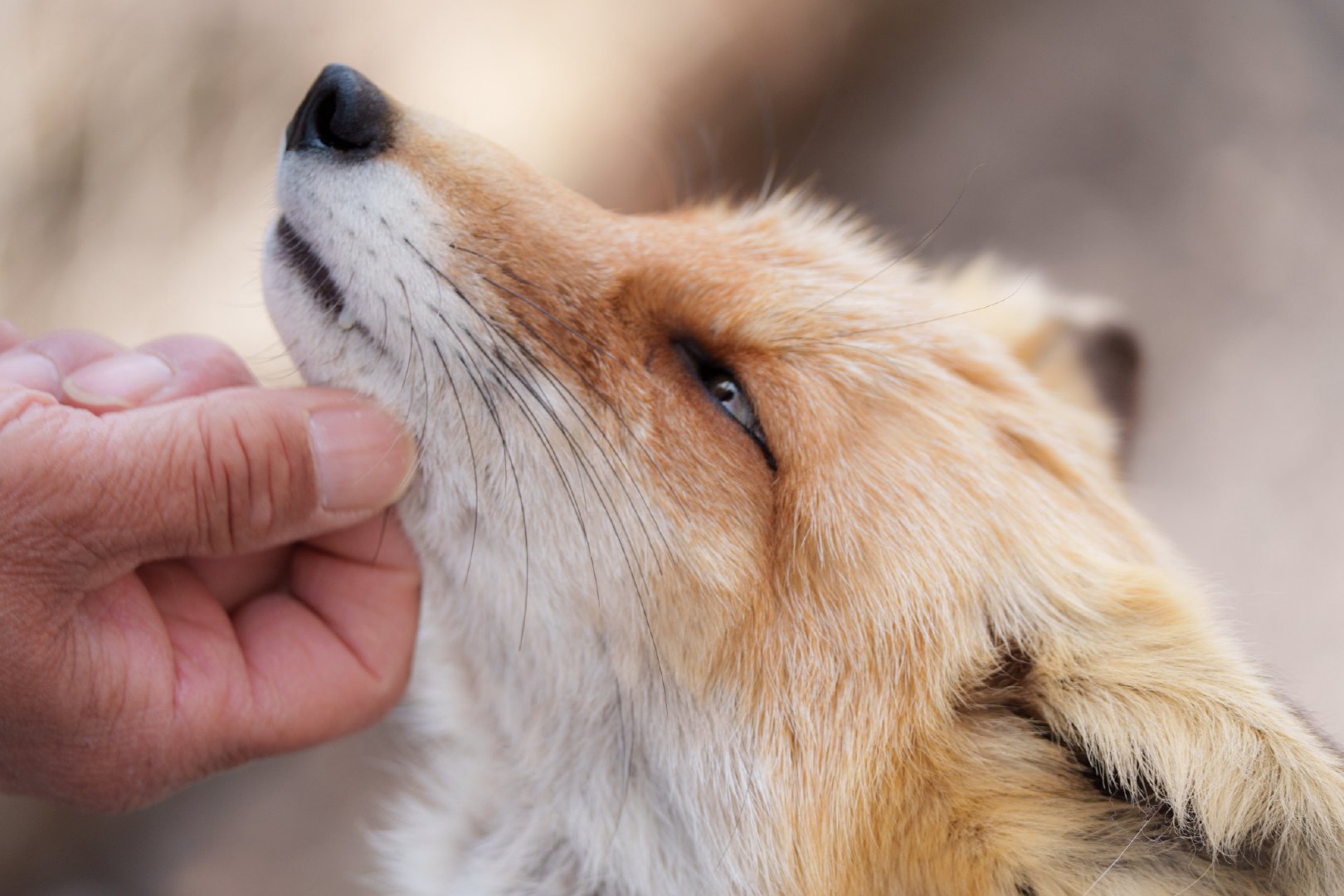 狐狐下巴，管理员捋捋©️INUYAMA_IY15 