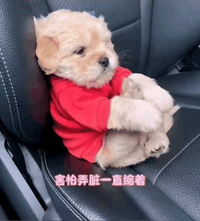 谁家狗子第一次坐车这么怂啊！爪子蜷成小拳头，浑身抖得跟个电动马达似的，愣是不敢往