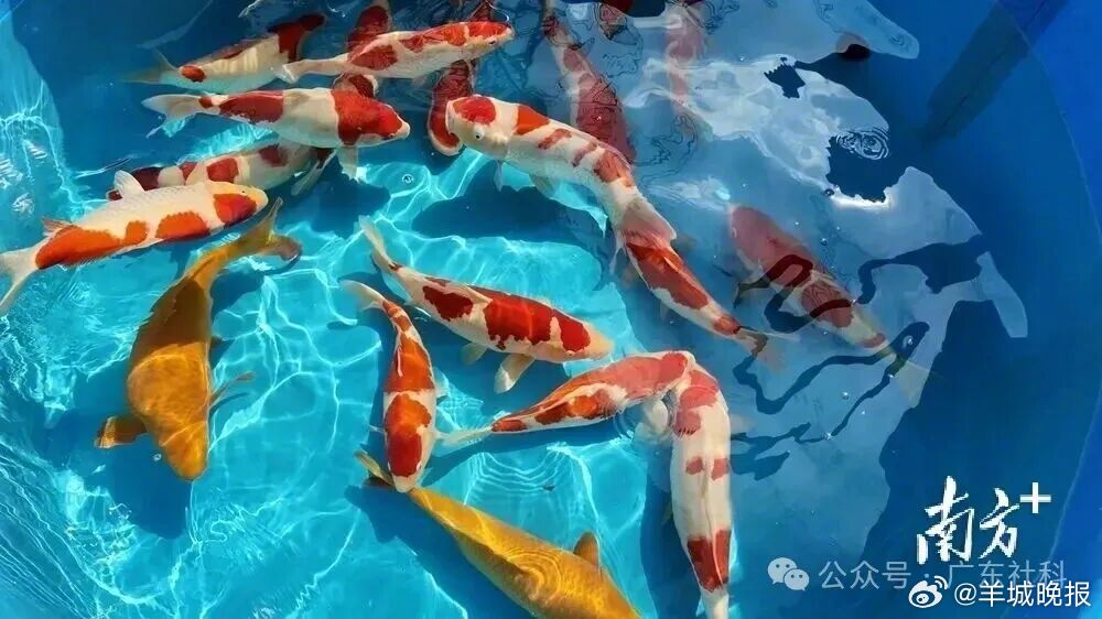 #广货行天下#【一尾顺德锦鲤，如何“游”出百亿致富路？】岭南水乡，锦鲤逐浪。很多