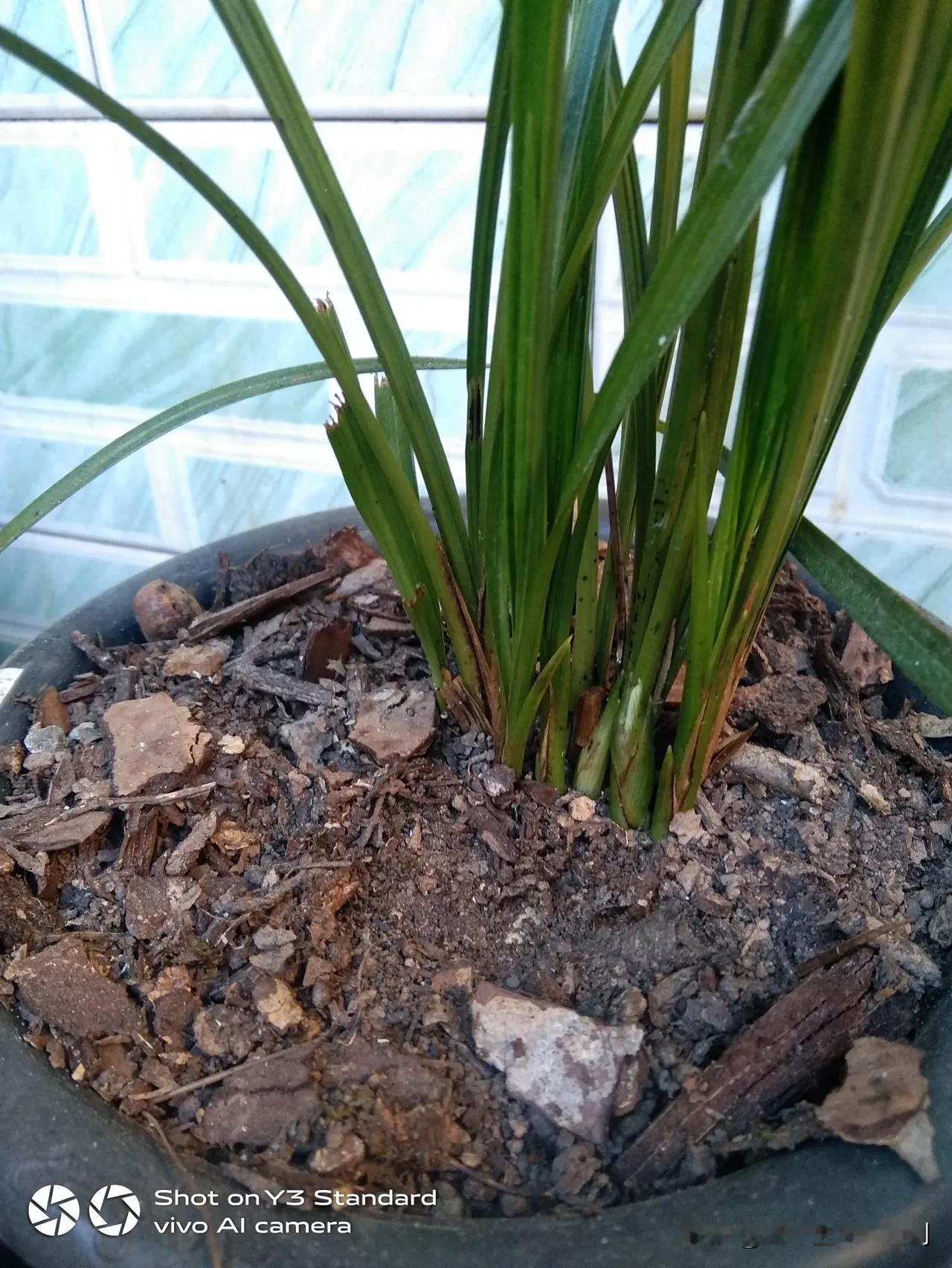 老鼠咬过的兰花，一长一短，一点也不好看，但是花苞还在几苞，只能等看花了。