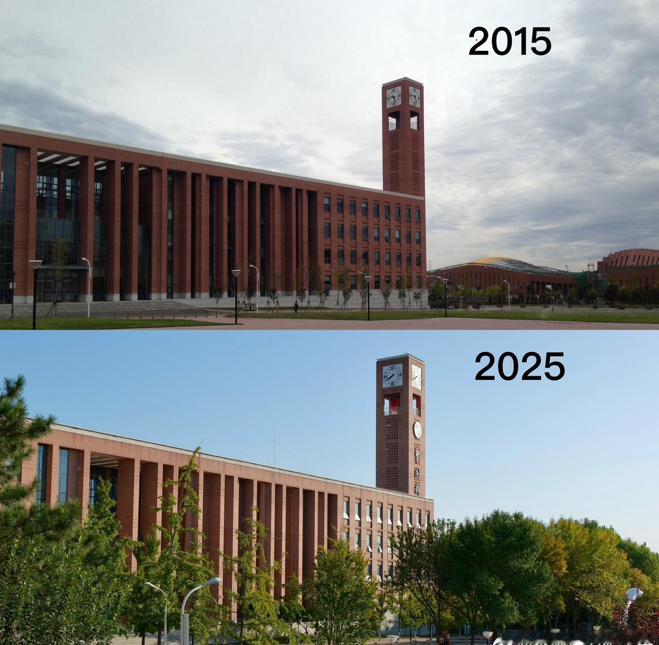 重返校园，行道树亭亭如盖矣 ​​​