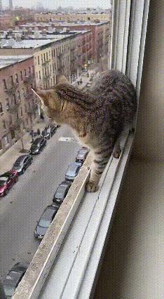 🔥救命！这只狸猫怕是把“猫有九命”焊在DNA里了吧！
 
刷到个视频直接看呆了