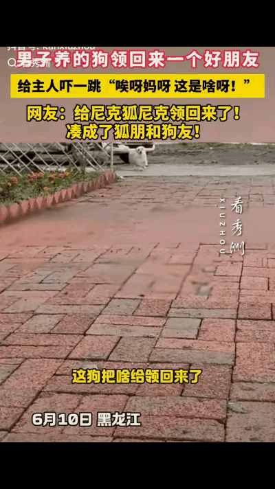 真·狐朋狗友？黑龙江这只小狗直接现场演绎，看完笑到停不下来！
 
主人一早发现狗