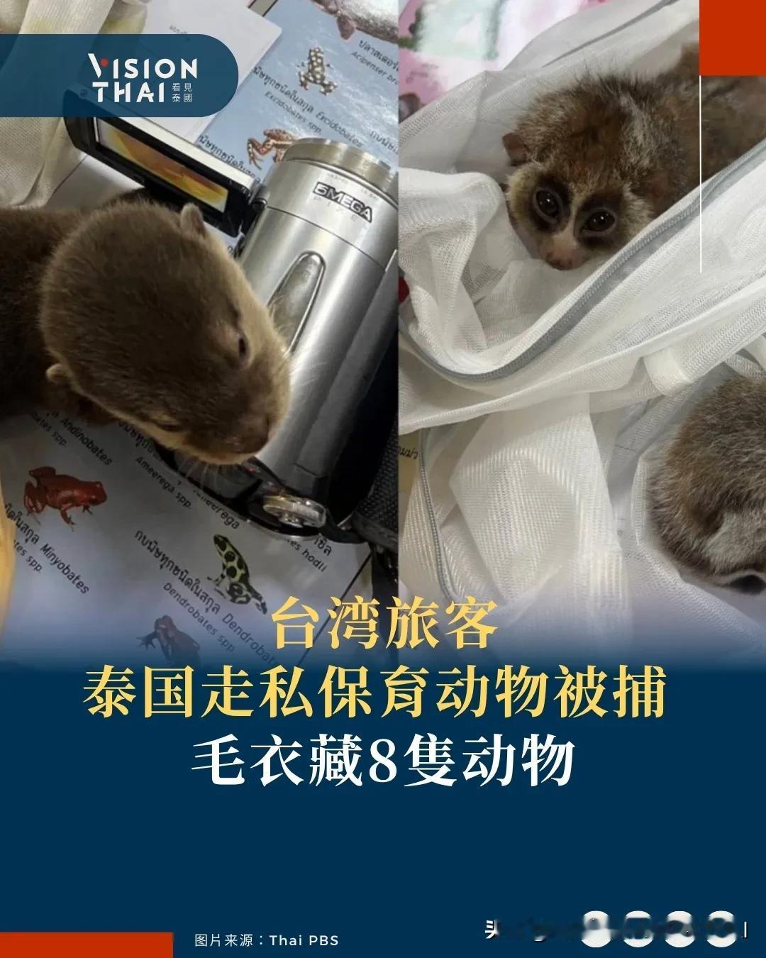 【台湾旅客泰国走私保育动物被捕 毛衣藏8只动物】
根据泰国公共电视台报道，一名台