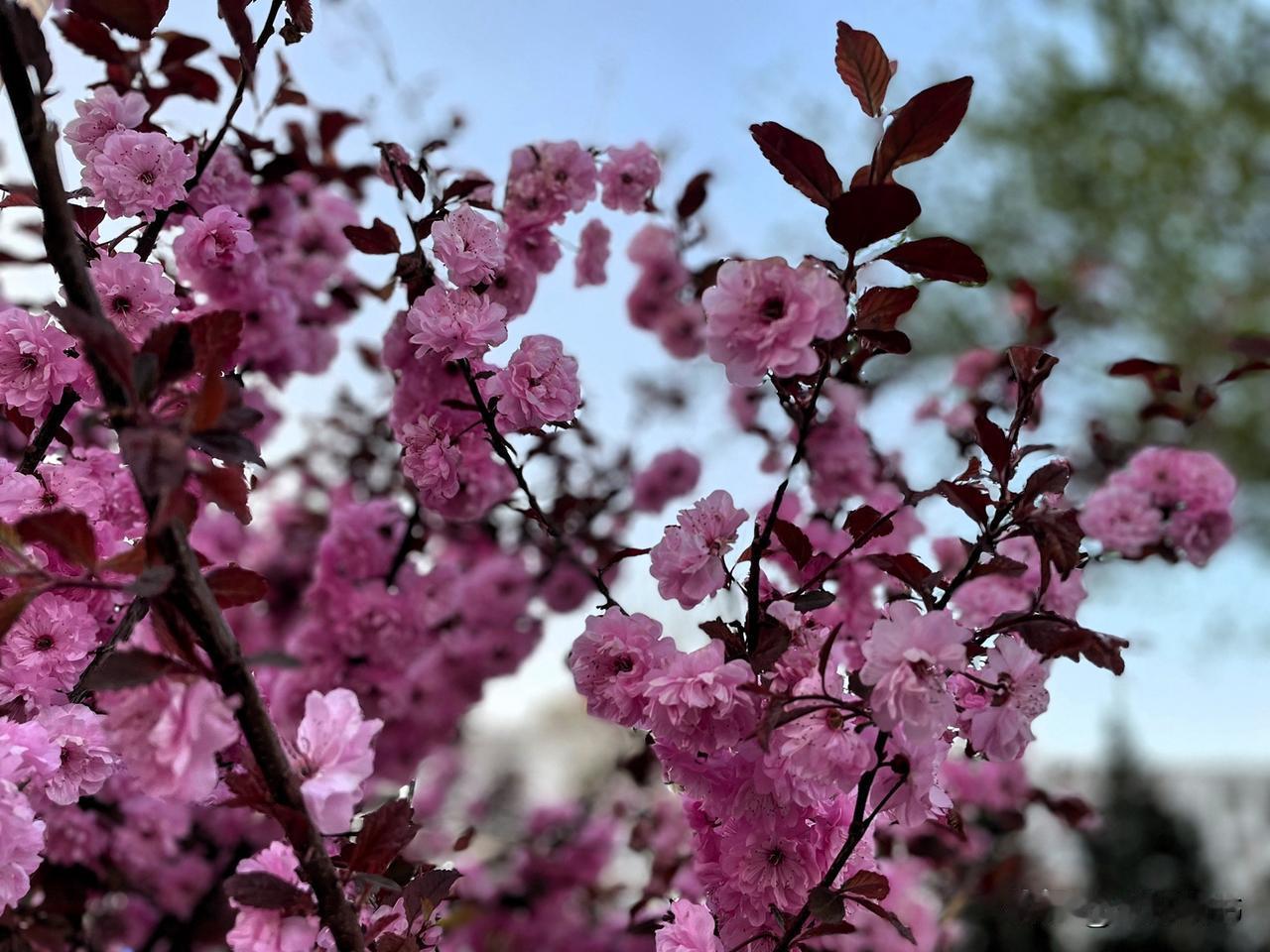 给大家分享几张我之前在北京植物园拍的樱花照。

我去的时候，单瓣樱花已绽放了九成