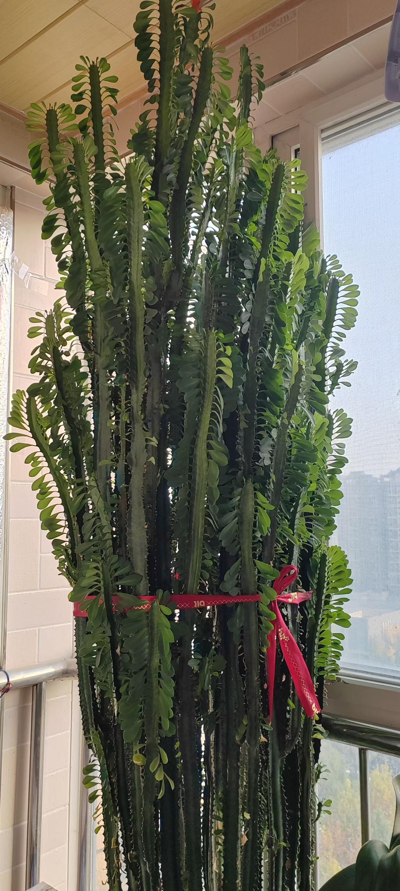 同事带着侄女来医院做检查，检查结果是乙肝大三阳。

弟媳妇看着7岁女儿的化验单哭