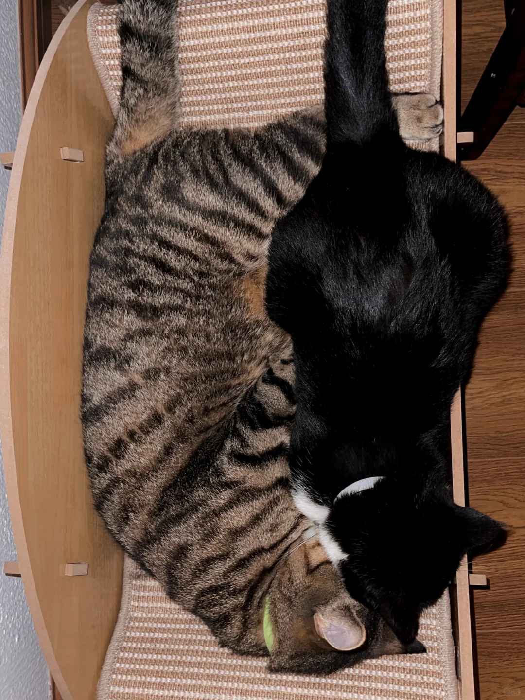小赖皮奶牛猫