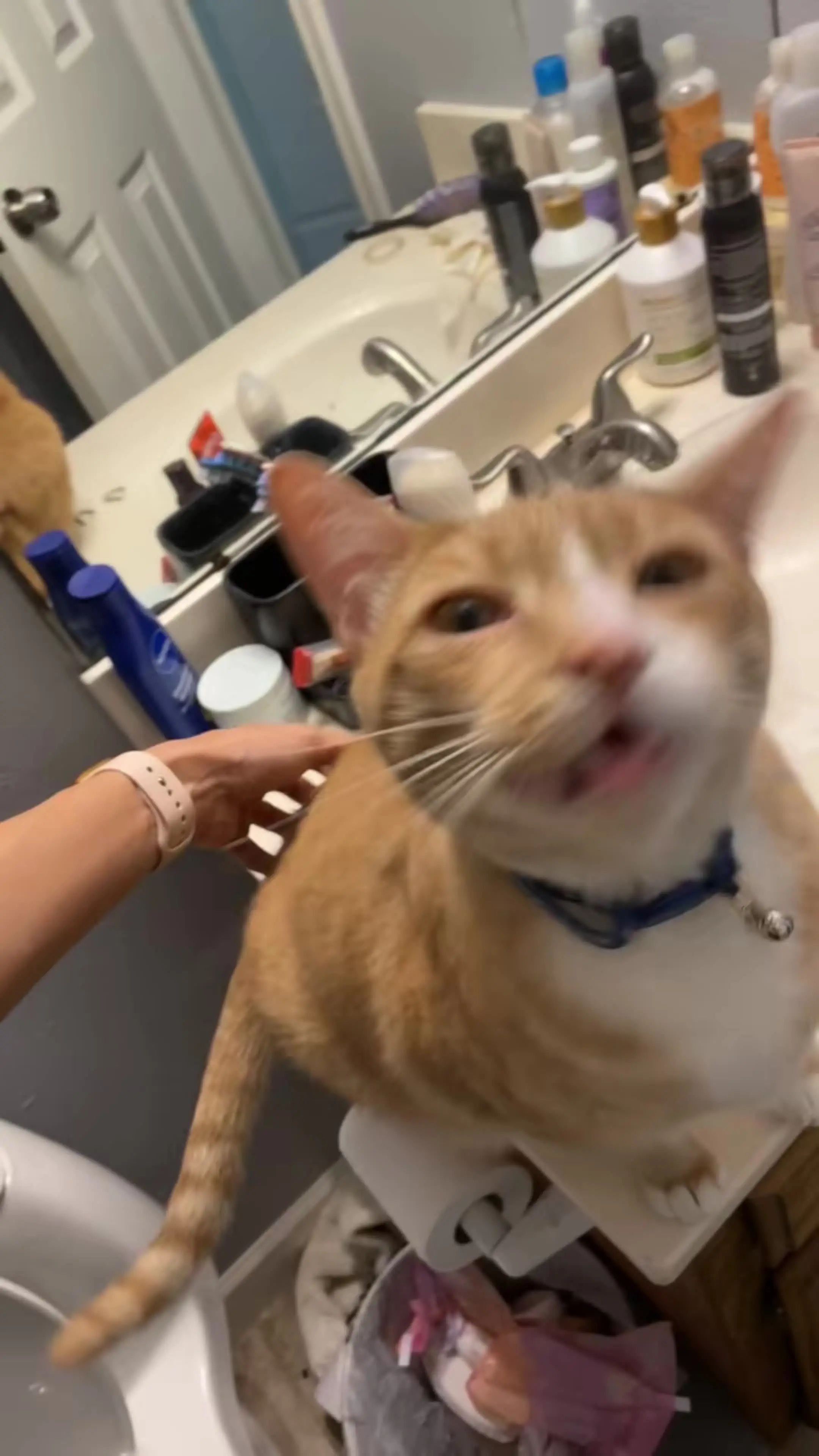 🐱：好痒好痒！