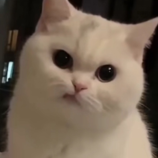 晚好 互动互动扣1即可😸 