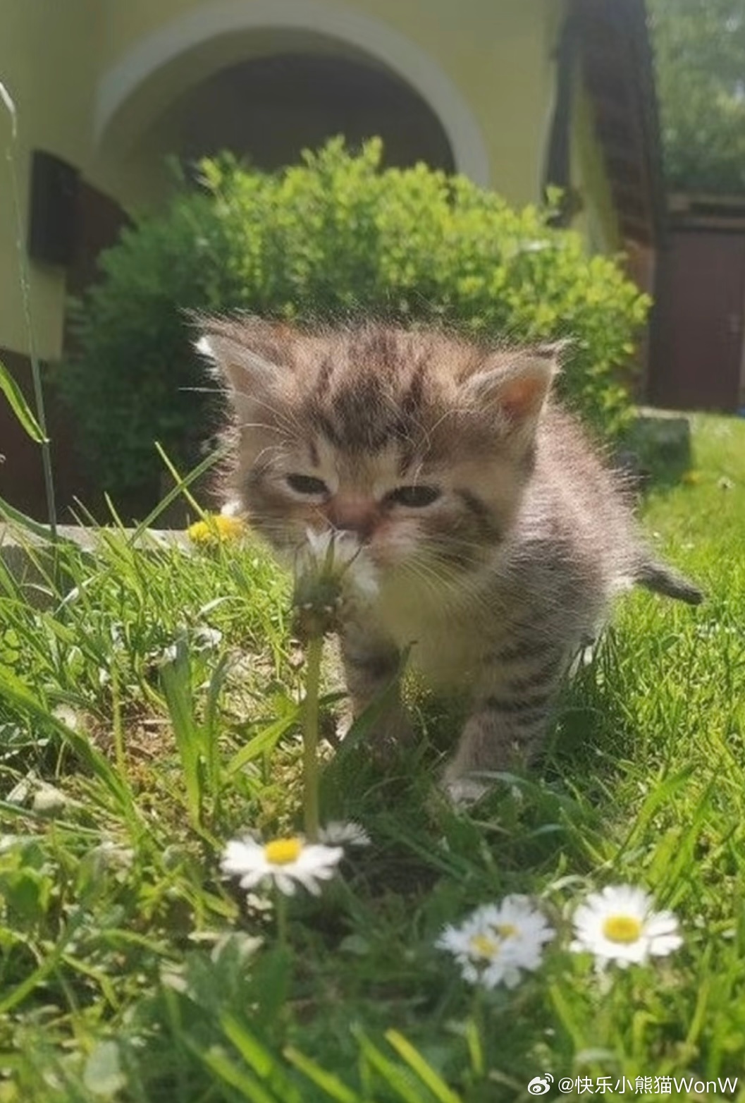 隔壁发的竖版广告片完全是美猫纯享😽🤏
