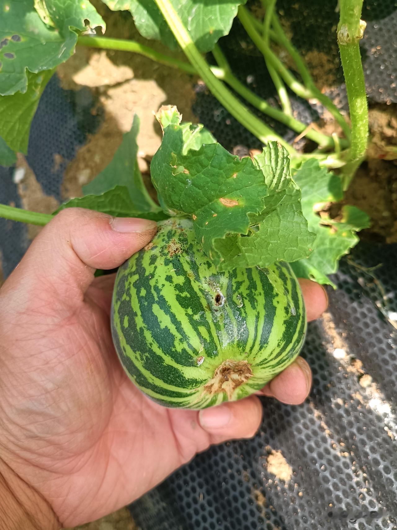 多灾多难的小甜瓜
满身虫痕，叶片残破，这颗小甜瓜顽强挂在藤上。
菜园里的果实，不