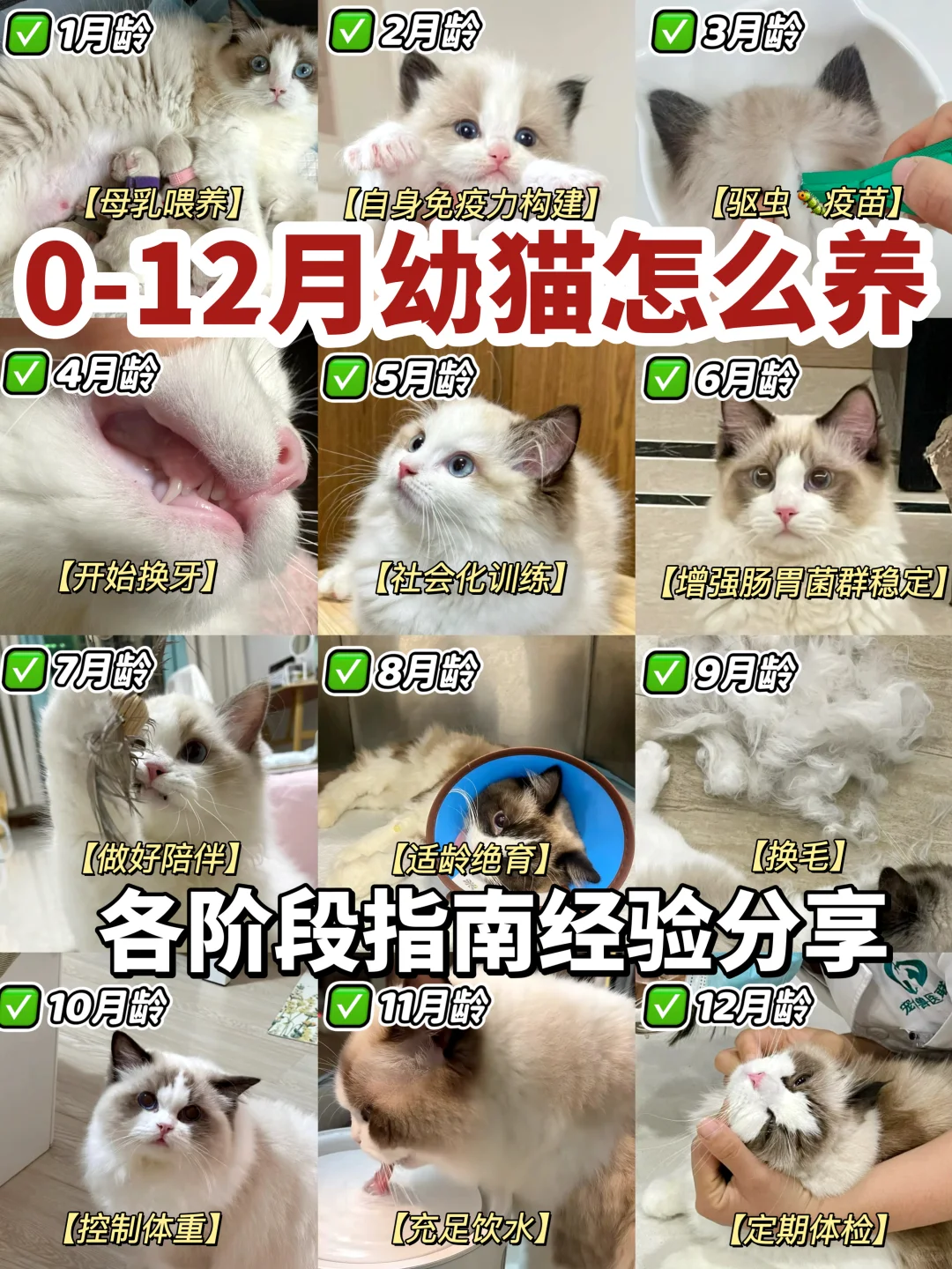 0-12月幼猫喂养指南！猫咪几月龄吃幼猫粮