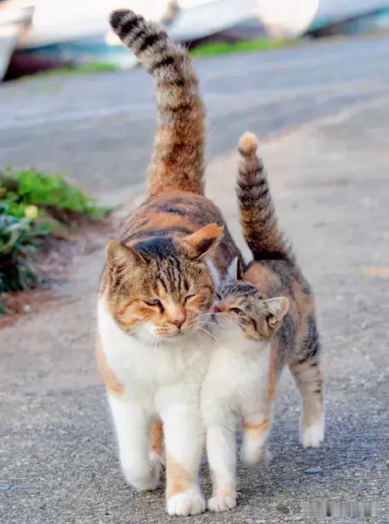 小猫咪亲吻最爱的妈妈