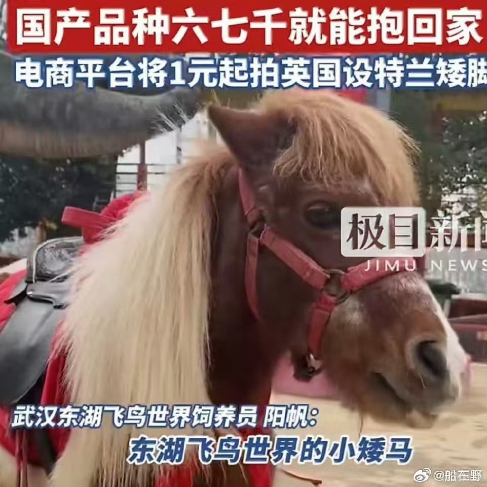 商家称马年矮脚马销量暴涨7成马年萌宠新风向，矮脚马销量暴涨七成，日均饲养成本仅两