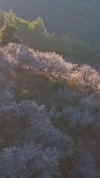 早安南都（1月23日）梅花绽放香漫山间