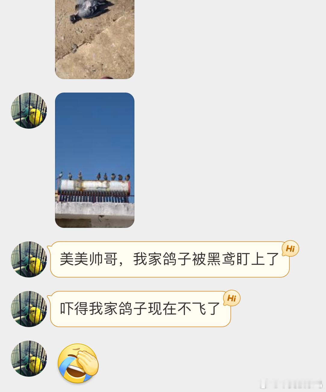 鸟粉投稿 啊这…你家鸽鸽被林雕盯上了