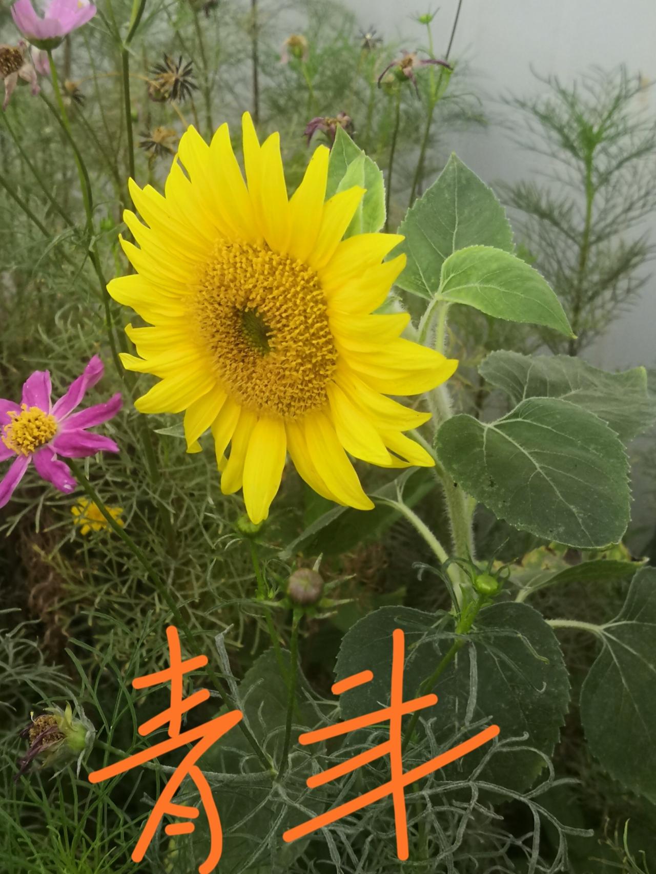 三棵葵花 三种人生

公司的隔壁是一家舞蹈培训机构，门前种了一圃花卉，其中就有三