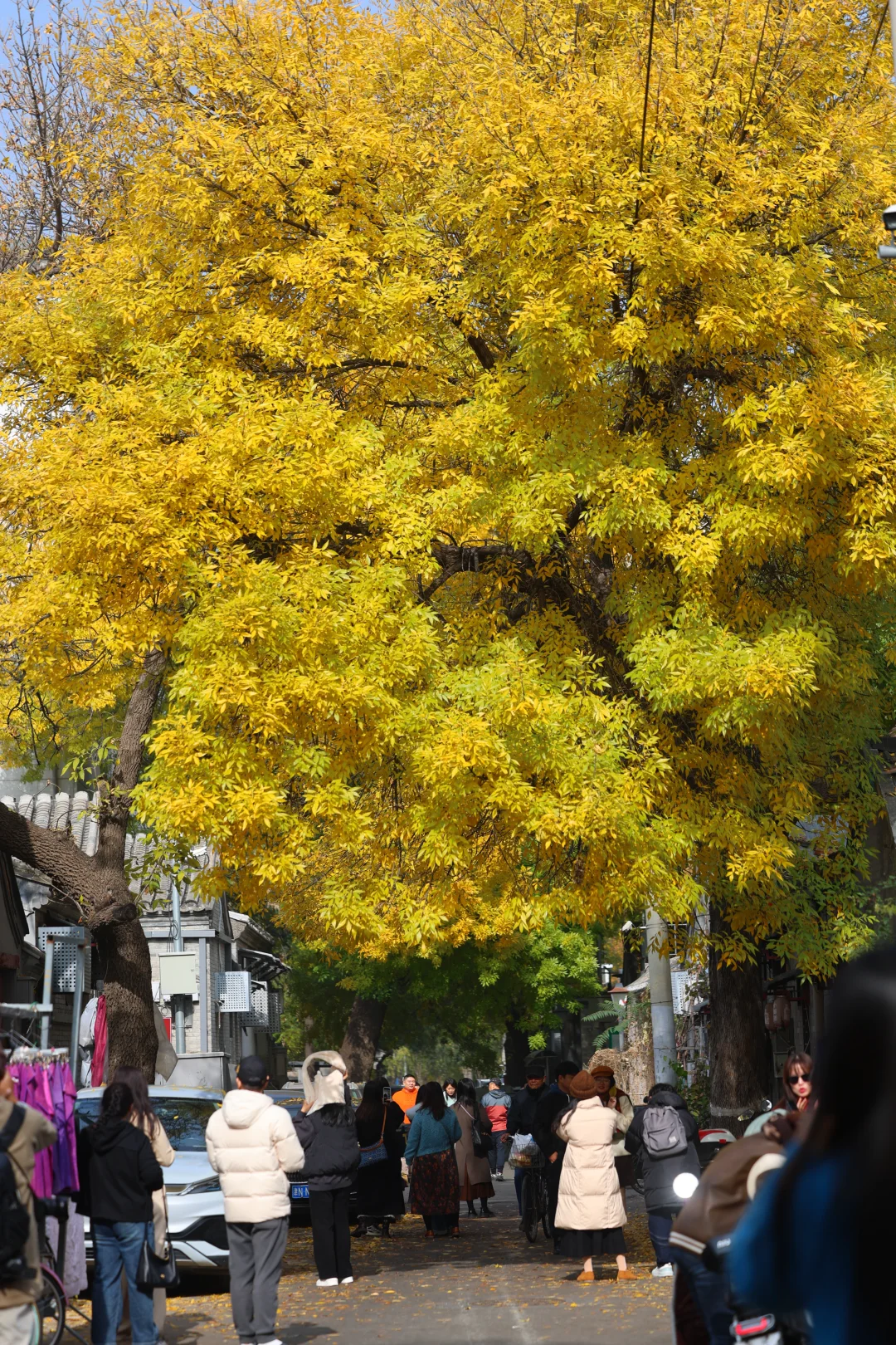 10.31北锣古巷实况，青黄不接，最后一次来了