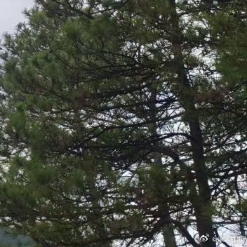 清明时节，难有放晴，阴云漫山。松风裹着湿意，土路延伸向远山，连风都带着思念的味道