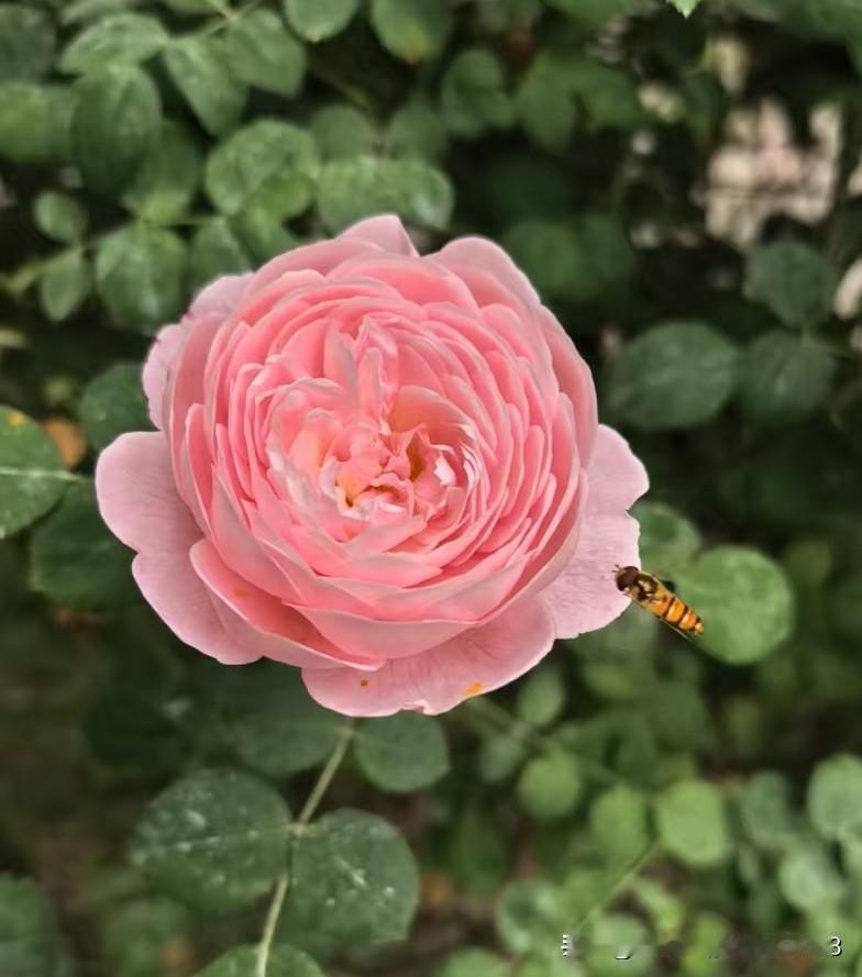 我的小花园，从现在到10月份，会一直鲜花盛开，美不胜收！