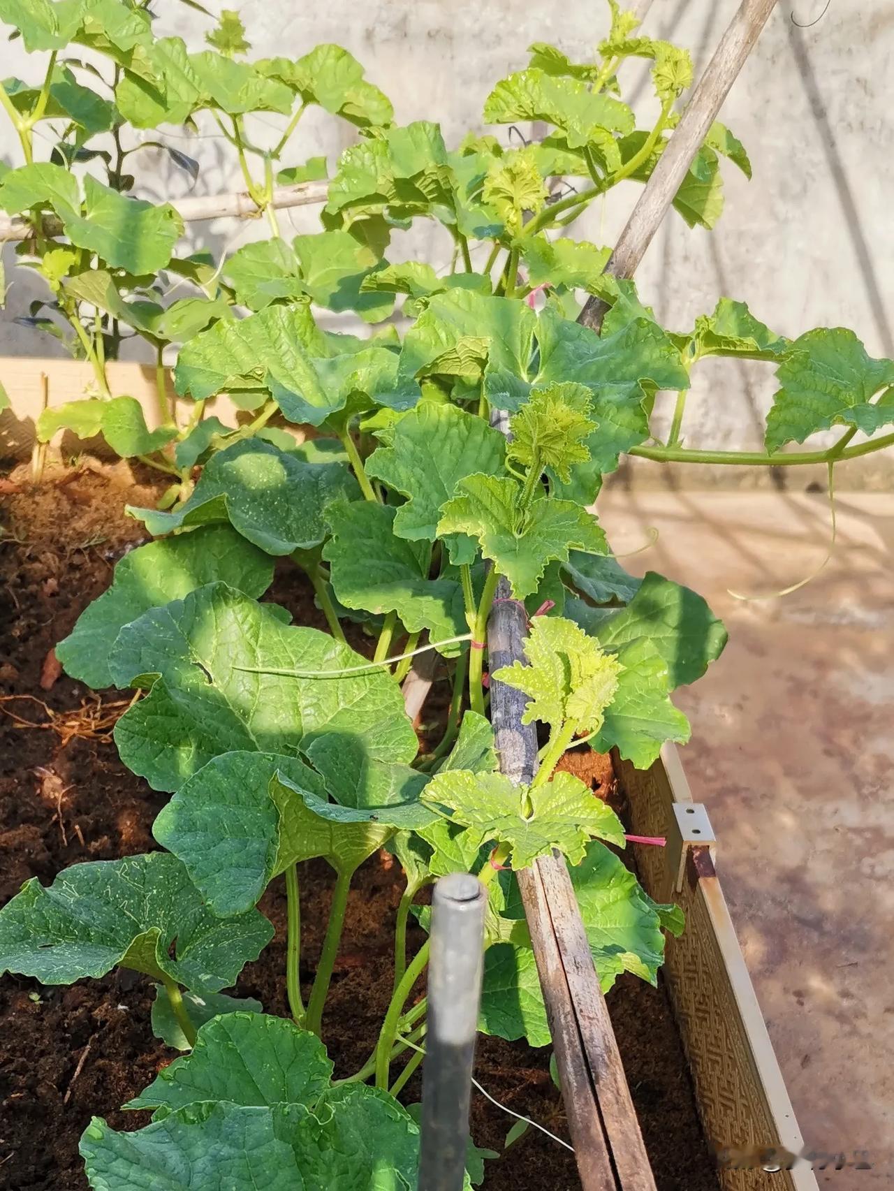 我的乖乖，这哪里像是种菜，简直就是楼顶上的艺术。
每一种瓜果蔬菜生动唯美，看着叫