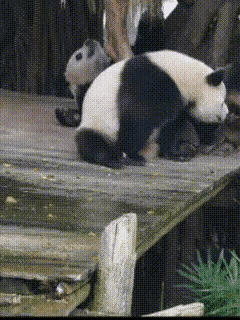 奇三妹这是准备把妈妈带上岔路吗？人说上梁不正下梁歪，到了summer这里就是下梁