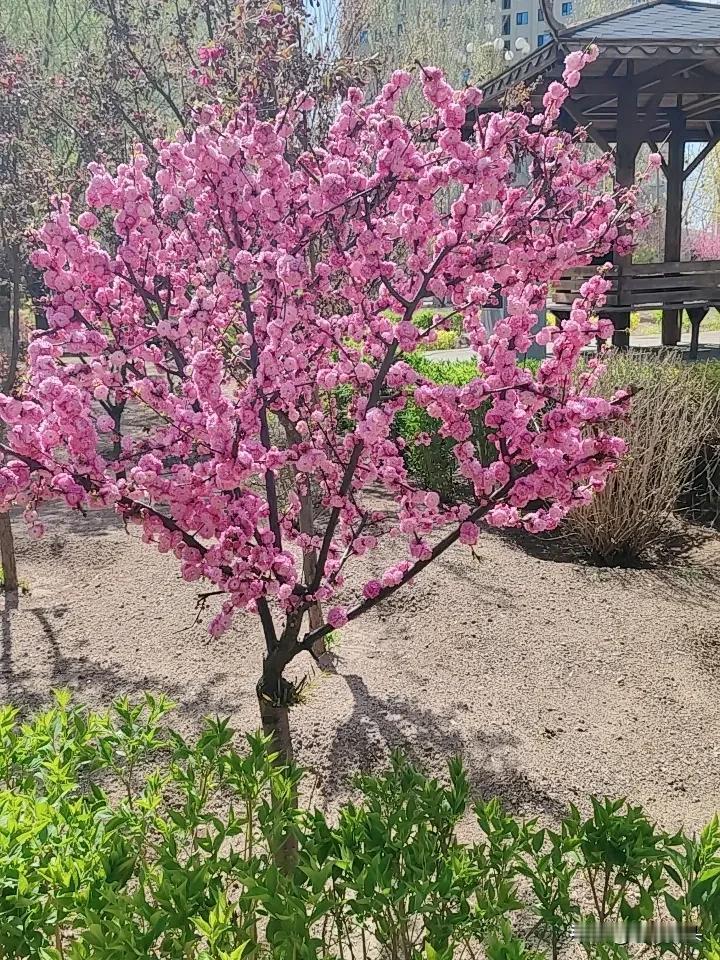 搭伴肯定会有一个吃亏的，
你不想委屈自己，
肯定会有一个吃亏受委屈，
生活中的所