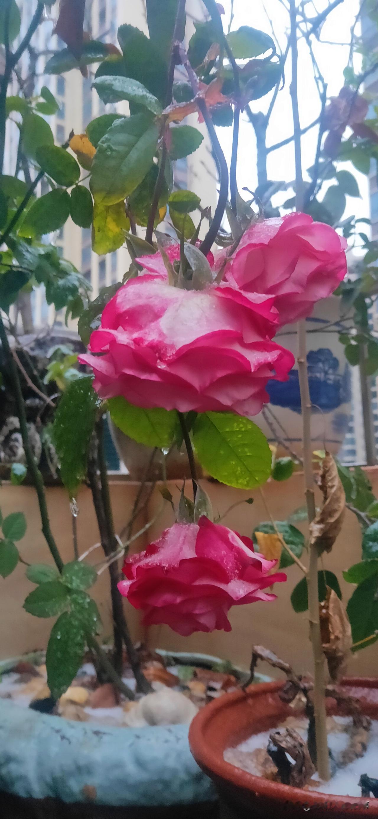 《雪压枝，花犹在》
雪压枝，花犹在。寒香暗度，冰崖深锁玲珑态。春痕未改，只待蹄声