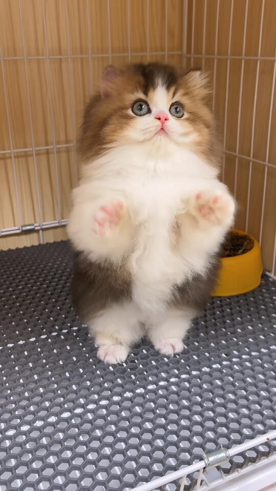 瓦达西～宝宝会站起来要抱抱啦💗