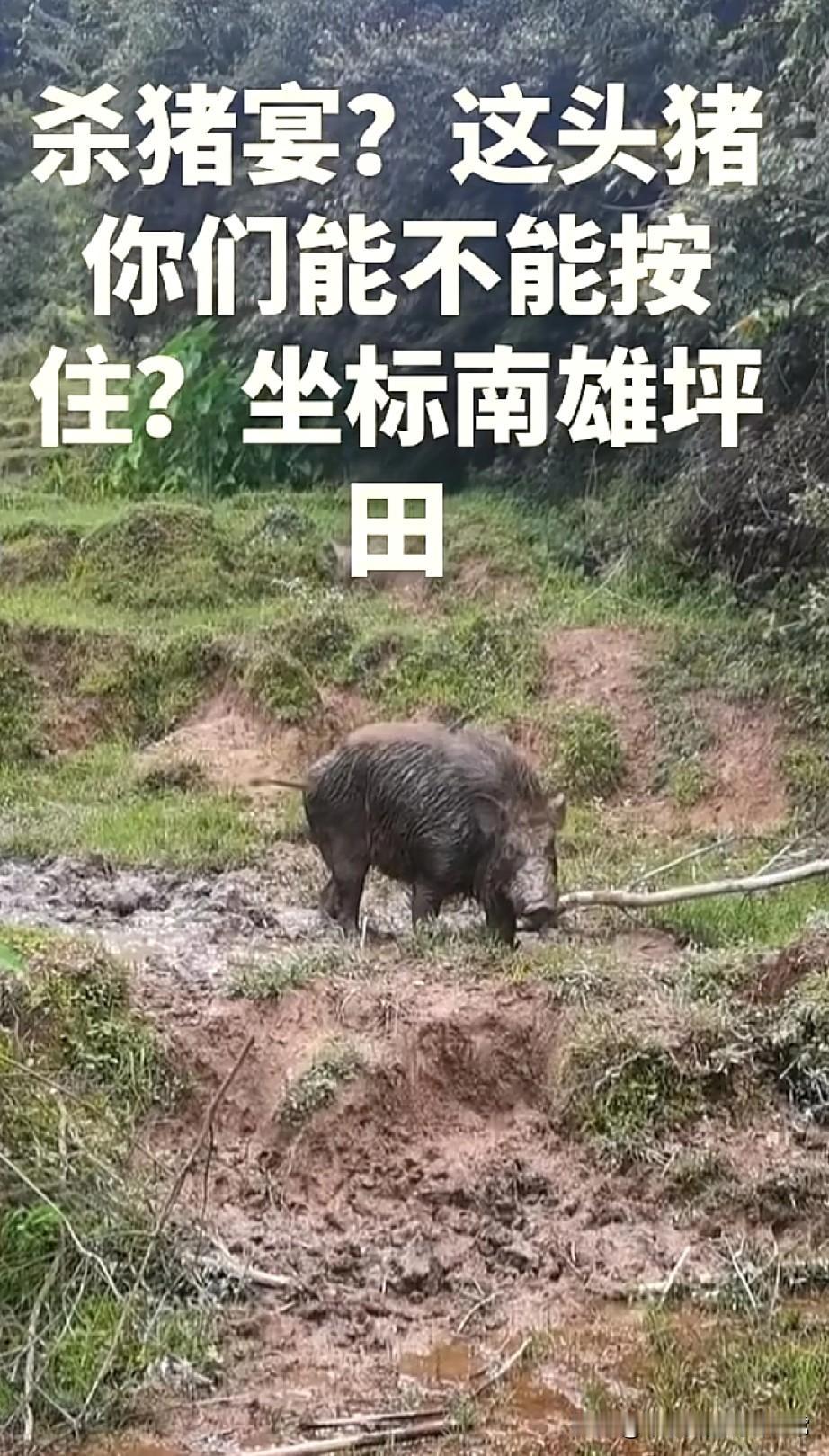 这头猪谁敢按？杀猪饭虽香，小命更重要！
 
家人们，今天在南雄坪田拍到的这一幕，