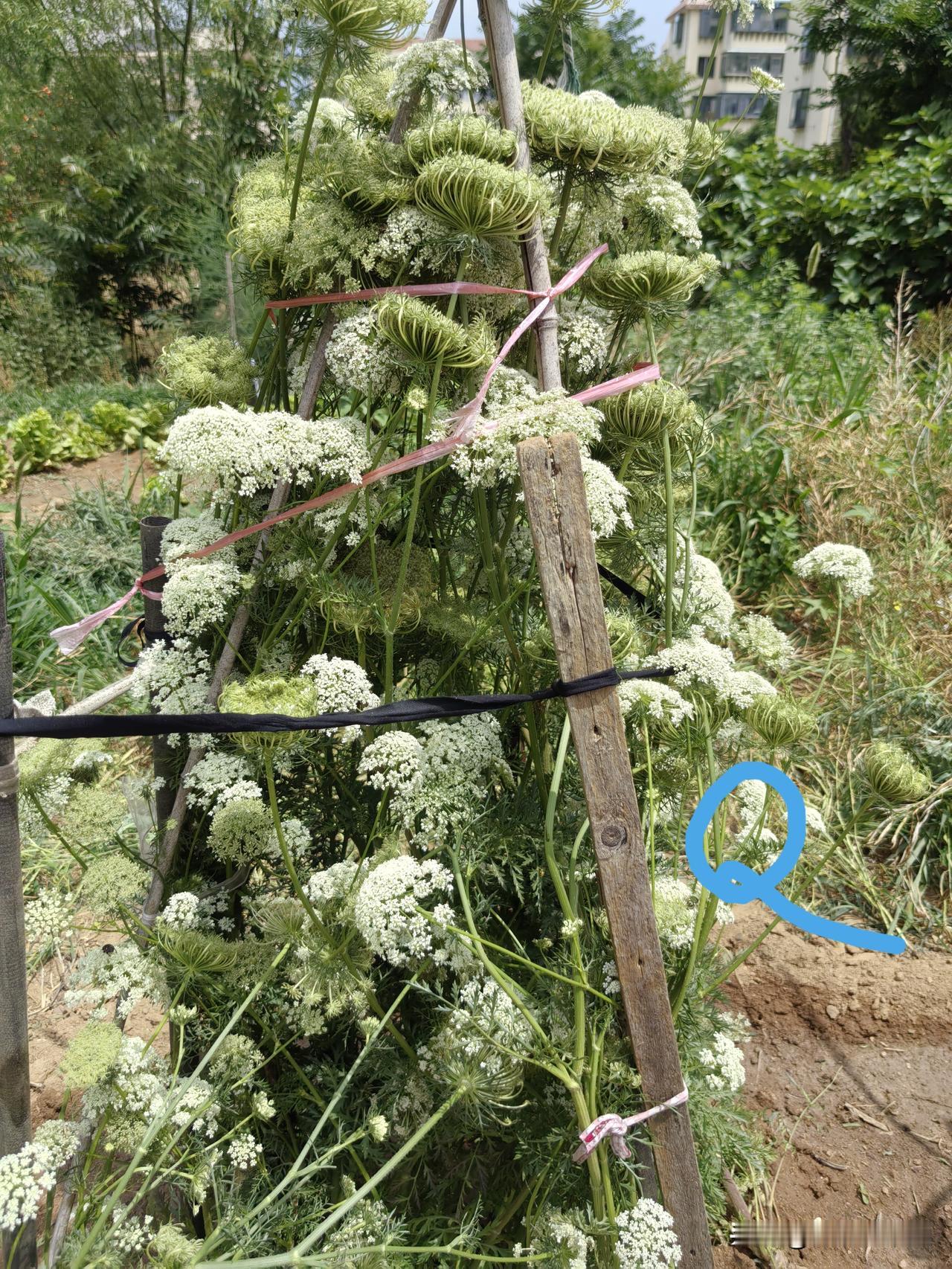 种植胡萝卜出苗总是不齐整怎么办?
我有3条须记取:自留种，平整畦，适时播。

1