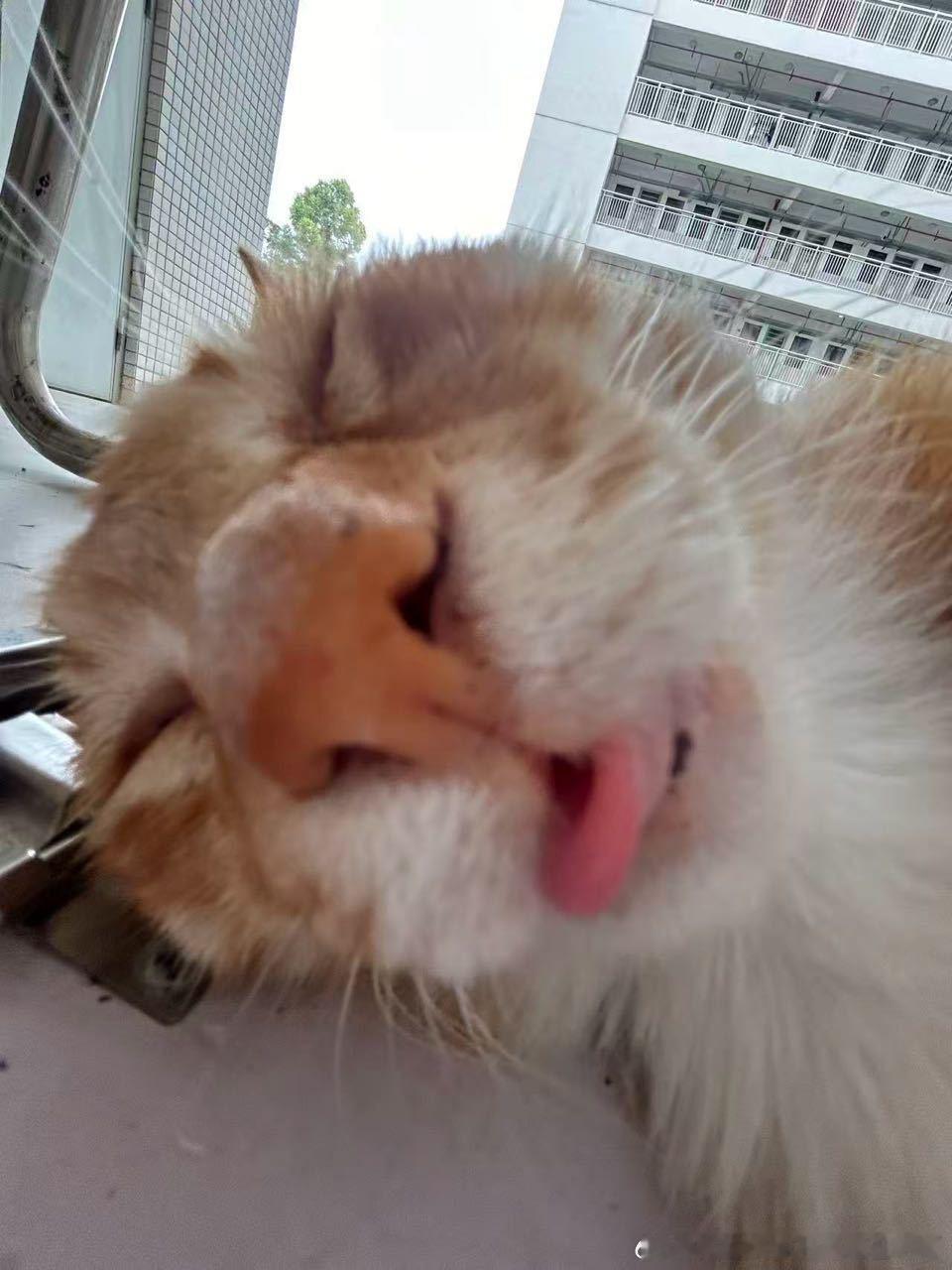 49817【丑猫】感觉屏幕凑凑的 