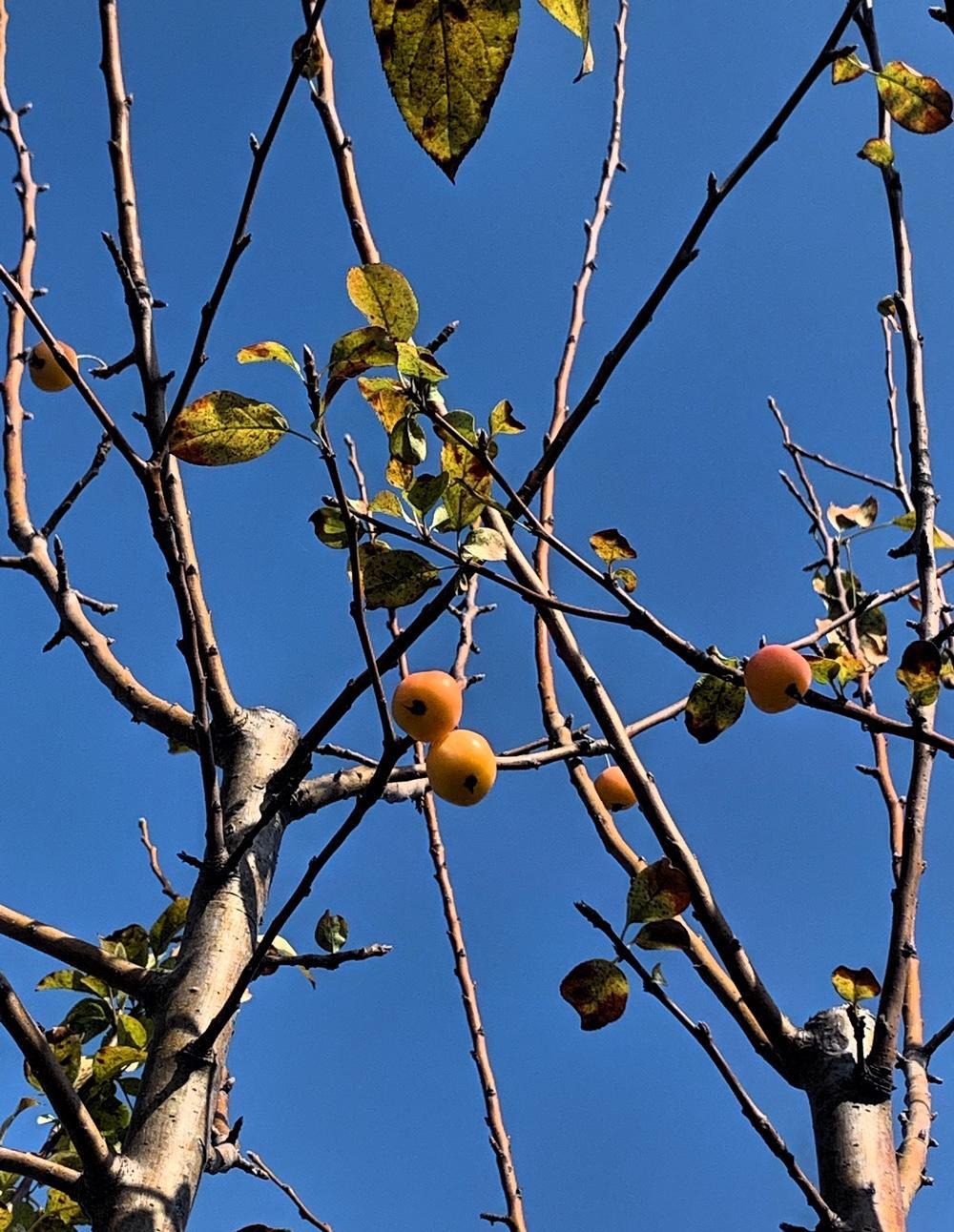 2026年春节放9天假，比去年还多两天。
这回大家终于能好好过年了。
调休还是得