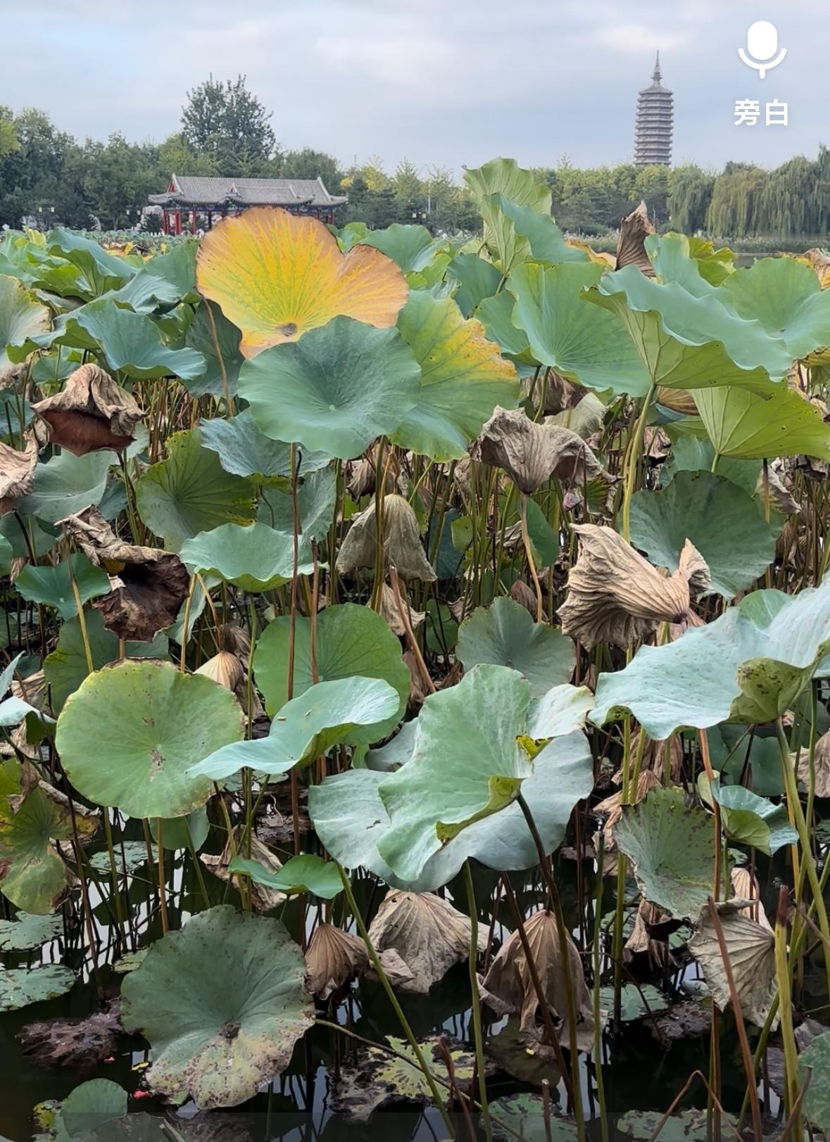 水调歌头·中秋寄语

青云/文
枯荷送南雁，明月照燃塔，佳节昨已过，遥托雁字寄云