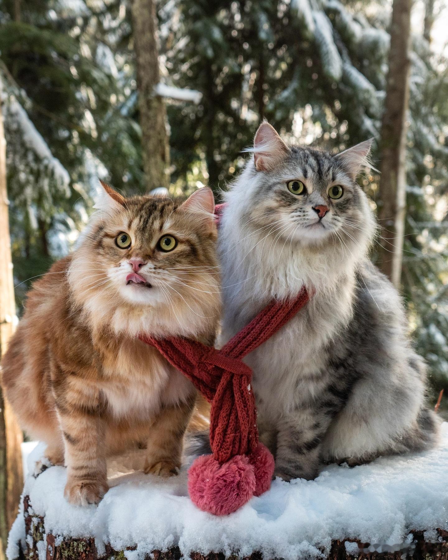 相爱相杀西森猫兄弟👬cr：siberian reinhardt 