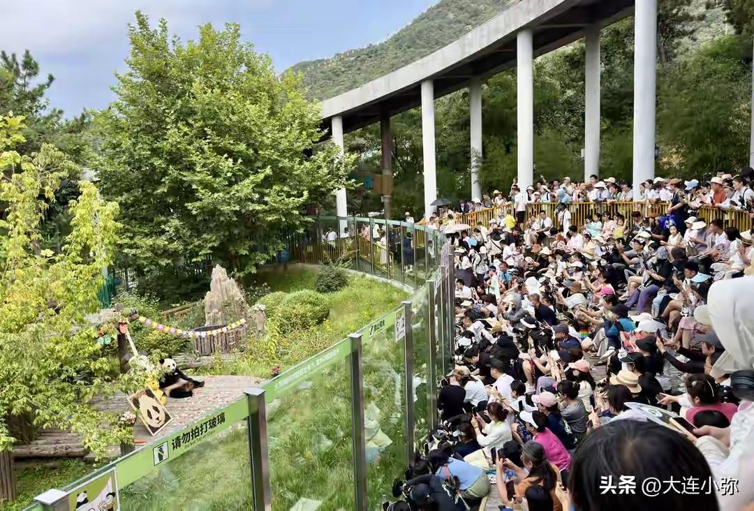 大连森林动物园的动物明星大熊猫妙音16岁啦！秒变“吉他公主”疯狂拨弦，这生日过得