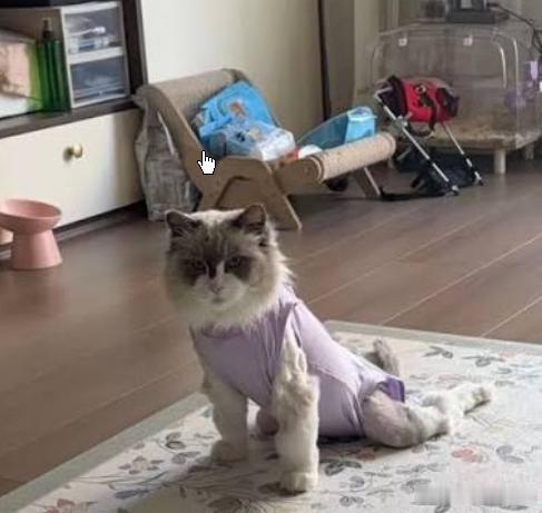 千只瘫痪小猫超65%吃同一品牌猫粮,几千只猫的，不该被一句‘无直接证据’就打发了