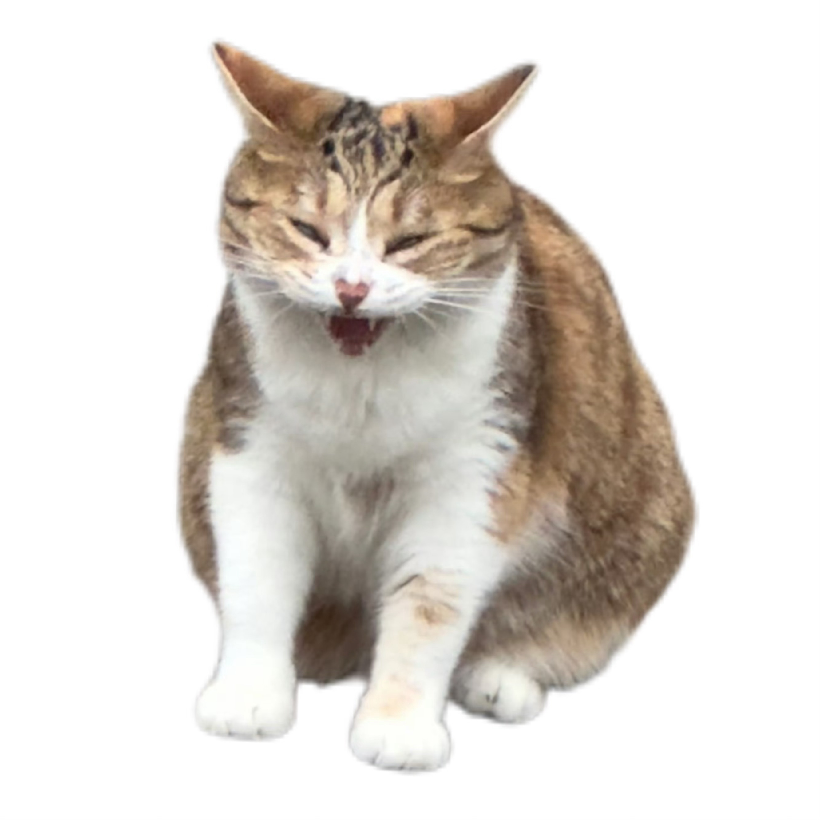 猫猫发出尖锐爆鸣 