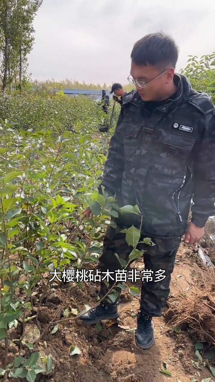 大樱桃砧木苗非常多，对于冲茬地如何去选择哪一个砧木比较好？这个就是适合重茬地选择