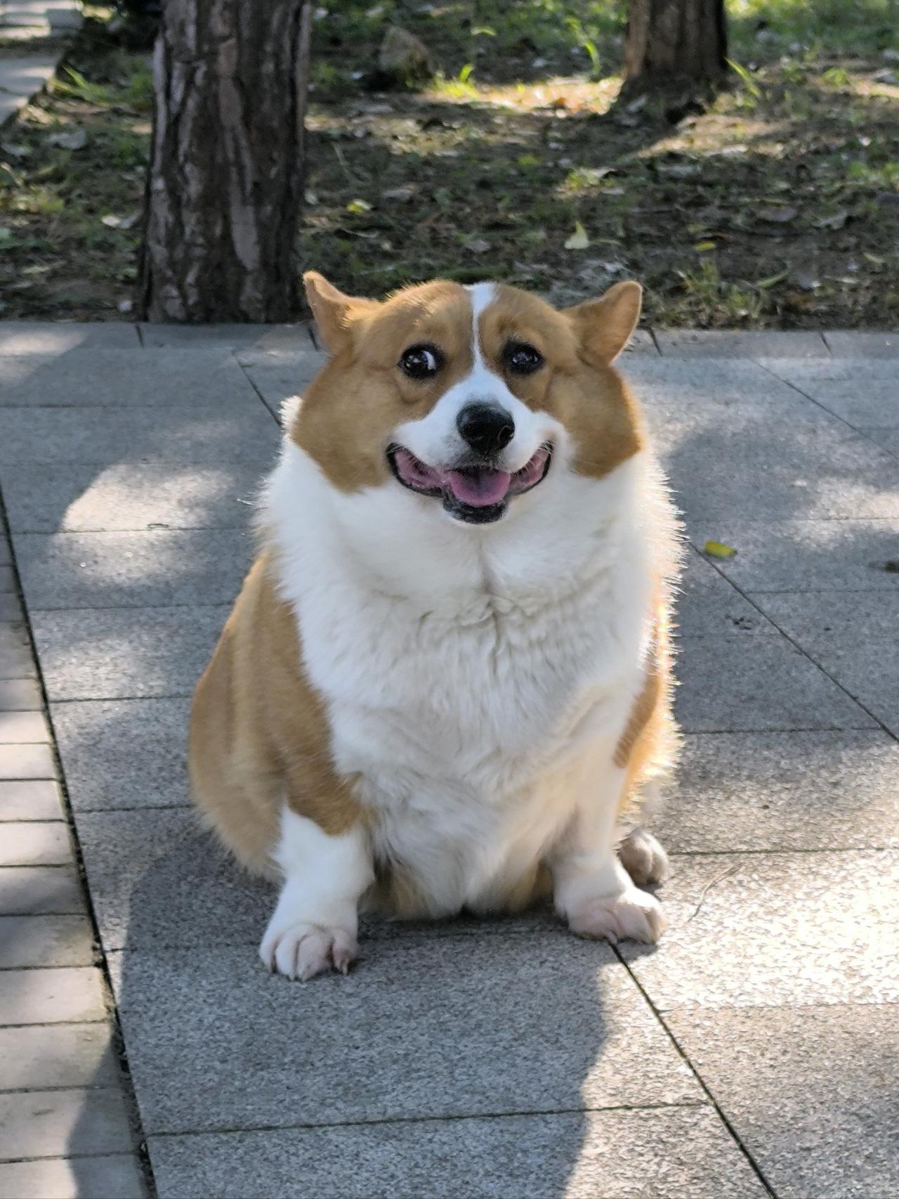 狗肉之争吵翻全网：双方观点全梳理，这才是最该理性看待的问题🔥
 
近期“是否吃