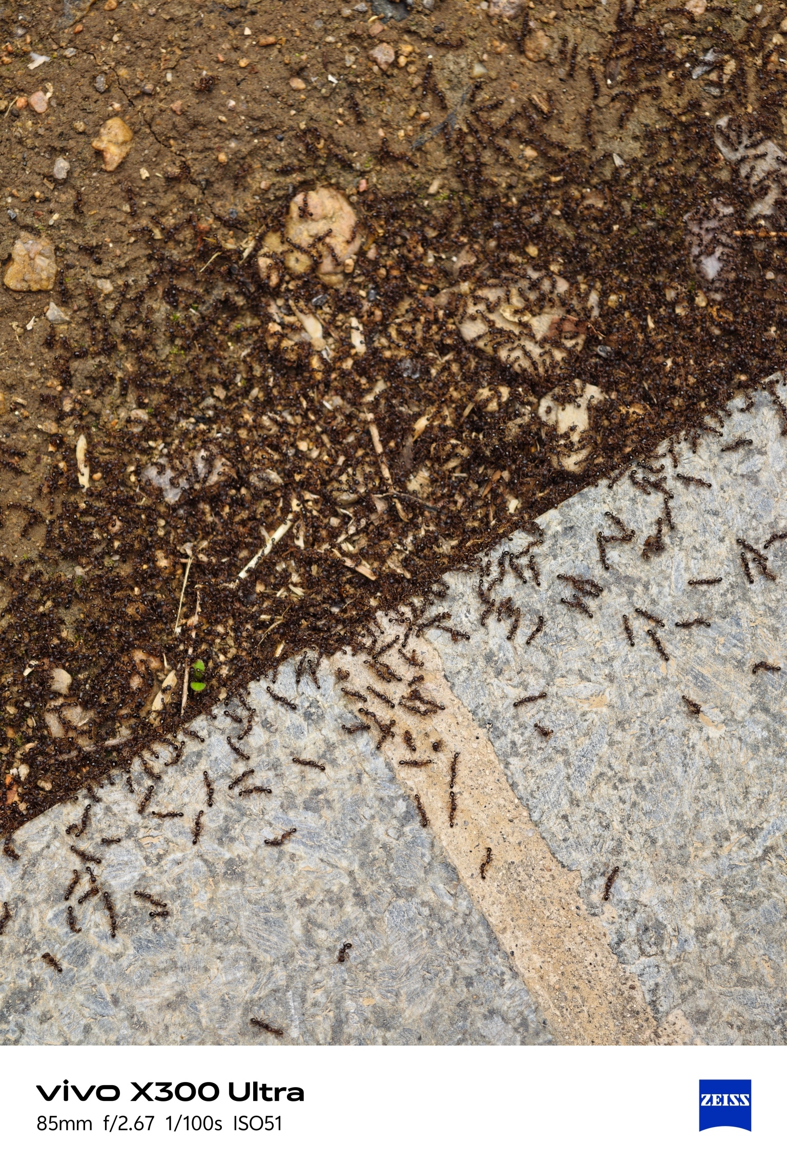 这是两群蚂蚁为了争夺领地。而发起的大规模战争，他们一对一厮杀，已经有很多战死的蚂