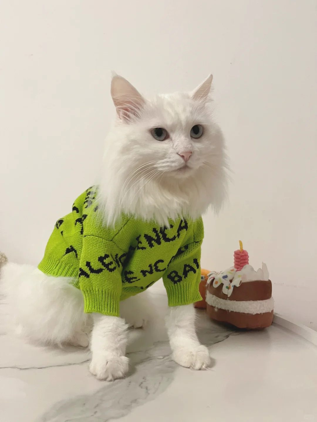 小猫立正！