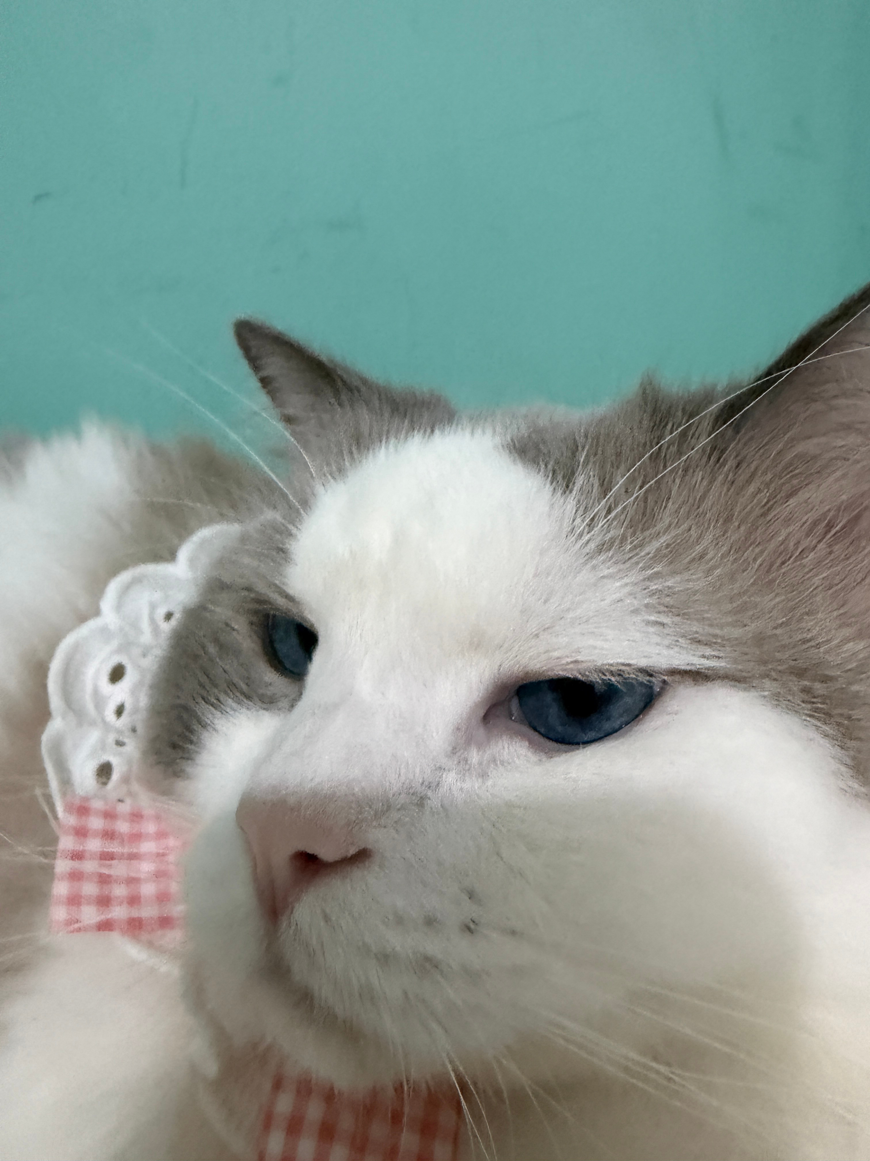 可爱咪 