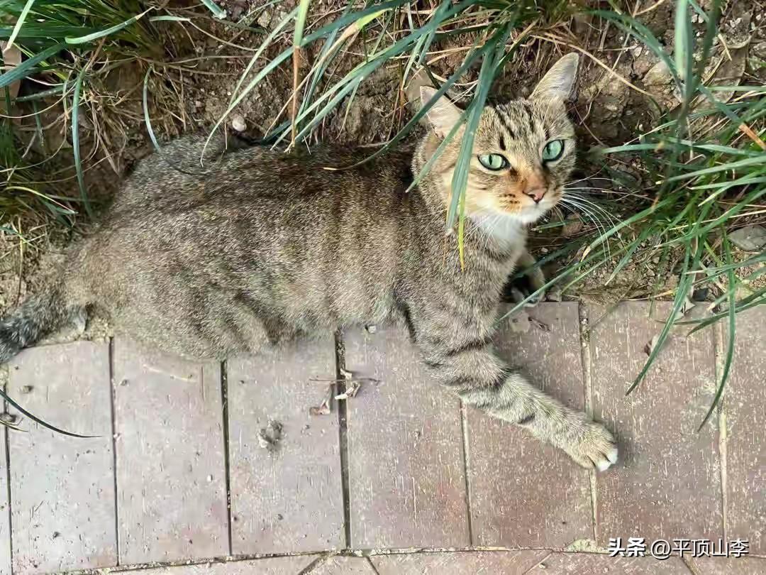 下班偶遇一只主动打招呼的小流浪猫
 
拖着疲惫的身体下班回家，刚走进小区，就被一